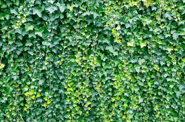 Hedera helix green creeping plant as a background for design.Natural texture of bright lush ivy foliage.Selective focus.