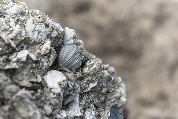 Closeup of fossilised scallop, zygochlamys delicatula, in the sandstone of Castle Rock below...