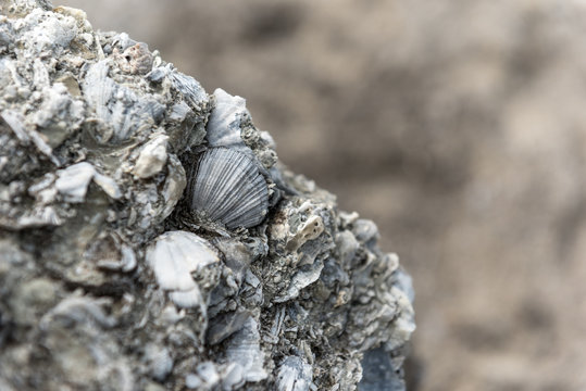 Closeup of fossilised scallop, zygochlamys delicatula, in the sandstone of Castle Rock below Castlepoint lighthouse, Wellington, New Zealand.