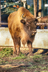 WROCLAW, POLAND - JANUARY 21, 2020: The European bison (Bison bonasus), also known as wisent, or...