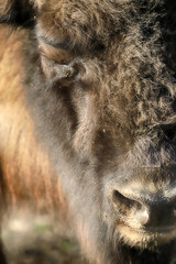 WROCLAW, POLAND - JANUARY 21, 2020: The European bison (Bison bonasus), also known as wisent, or...