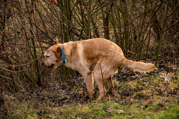 Dog poops on a meadow in a stooped position