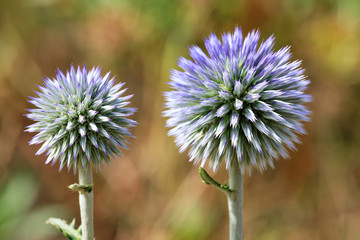 Round thistle flower of spherical shape of lilac color.