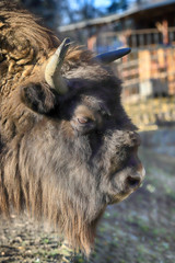 WROCLAW, POLAND - JANUARY 21, 2020: The European bison (Bison bonasus), also known as wisent, or...