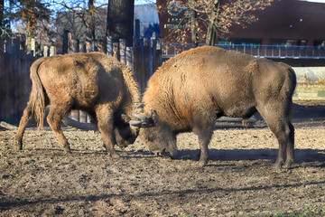 WROCLAW, POLAND - JANUARY 21, 2020: The European bison (Bison bonasus), also known as wisent, or...