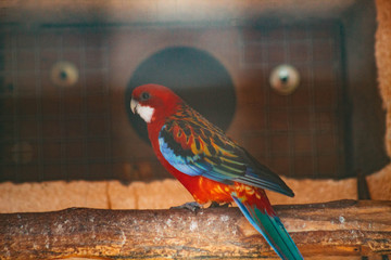 Pretty bird