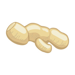 Ginger vector icon.Cartoon vector icon isolated on white background ginger .