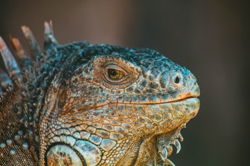 iguana