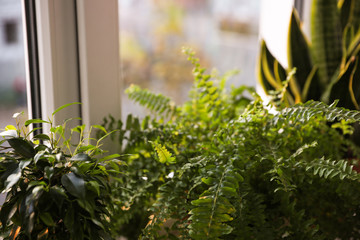 Beautiful potted plants near window at home, closeup © New Africa