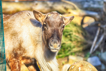 WROCLAW, POLAND - JANUARY 21, 2020: The reindeer (Rangifer tarandus), also known as the caribou in...