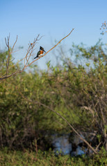 kingfisher bird on a tree