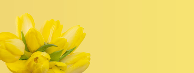 Flower spring background panorama banner - Bunch bouquet of yellow tulips isolated on yellow texture, with space for text