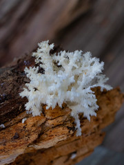 Coral tooth fungus (Hericium coralloides) growing on a log