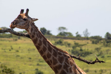 giraffe scratching