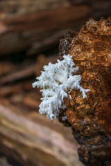 Coral tooth fungus (Hericium coralloides) growing on a log