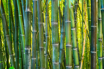 green bamboo plantation closeup view