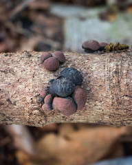 Carbon balls fungus (Daldinia concentrica) growing on a tree branch