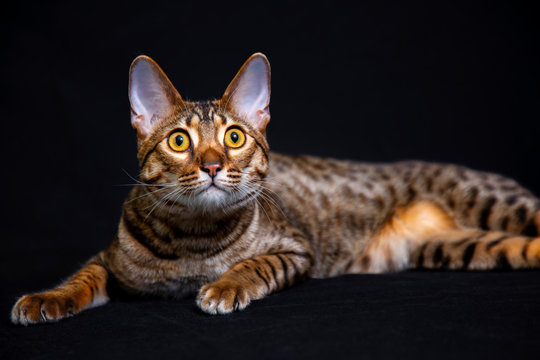 Savannah F5 SBT cat on a black background