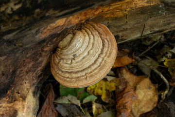 Artist’s conk mushroom (Ganoderma applanatum) growing on a log - obrazy, fototapety, plakaty