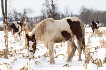 A brown and white draft horse pulling dried corn stalks out of the ground with other horses in the backround