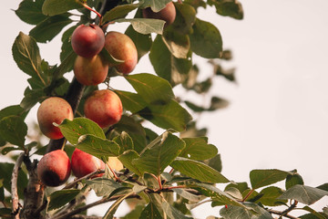 Plum keeps up with the branch