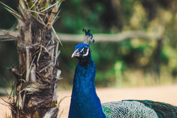 Obraz premium Peacock