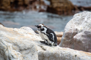 A penguin couple in South Africa standing on a rock with the sea in the background, standing close to each other.