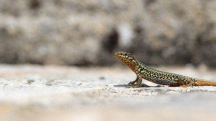 Lézard des murailles