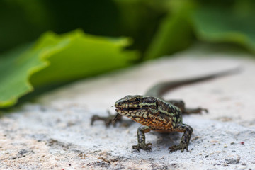Lézard des murailles