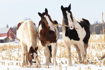 3 draft horses in a winter snow filled pasture, 2 pulling on a dried corn stalk the other trying to find one