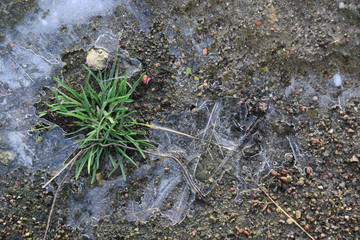frozen puddle ice winter