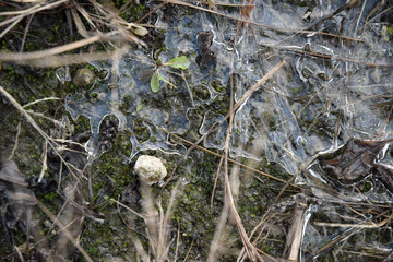 frozen puddle ice winter