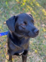 portrait of a dog