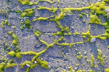 Old asphalt covered with green moss creating an interesting pattern in sun light