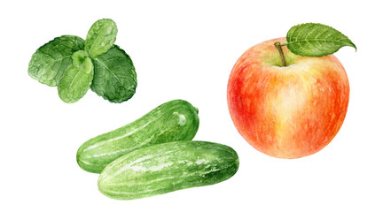 Cucumbers mint apple watercolor isolated on white background