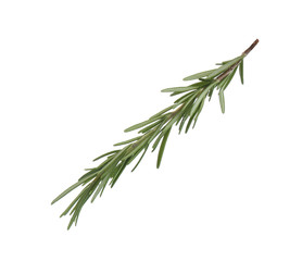 Fototapeta premium Fresh green rosemary isolated on white. Aromatic herb