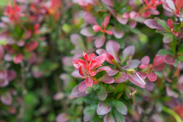 Fototapeta premium Wild dark red plant with dew drops closeup on natural background