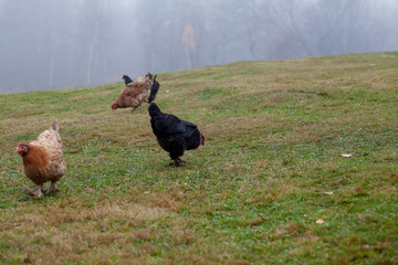 Rooster and chickens grazing on the grass