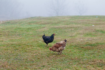 Rooster and chickens grazing on the grass