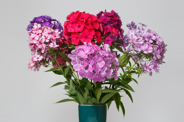 Lush bouquet of multi-colored phlox isolated on a gray background.