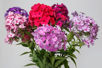 Lush bouquet of multi-colored phlox isolated on a gray background.