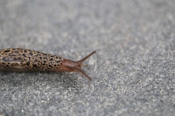 Tigerschnecke, Tigerschnegel