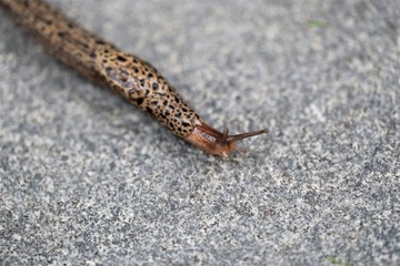 Tigerschnecke, Tigerschnegel