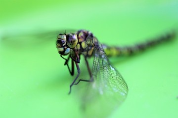 Libelle, Dragonfly