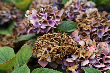 Lila blühende Hortensie im Park