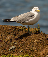 Seagull standing on shoreline