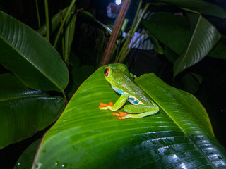 Wanderung durch den Regenwald von Costa Rica bei Boca Tapada. Ein grüner Pfeilgiftfrosch sitzt auf einem Bananenblatt.