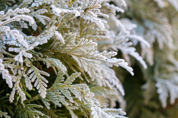 Frosted leaves in the garden.