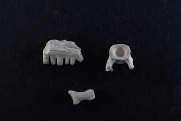 Bone fragments of a Captorhinus aguti, a captorhinid reptile of Permian age