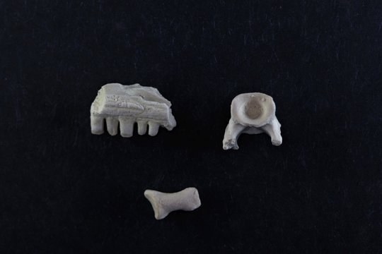 Bone fragments of a Captorhinus aguti, a captorhinid reptile of Permian age
